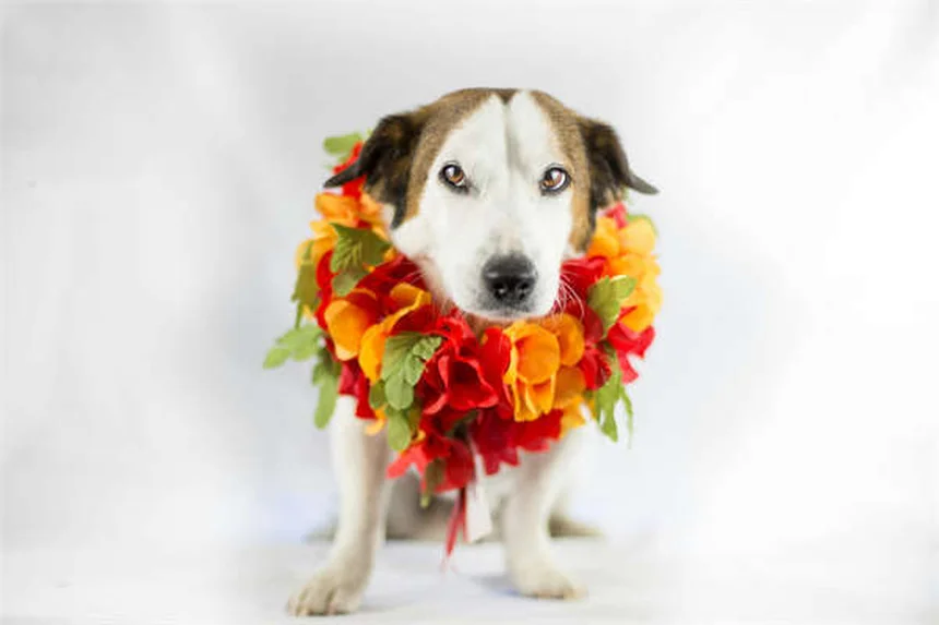 Cadillac XT5: Why This Luxury SUV Still Dominates in 2024